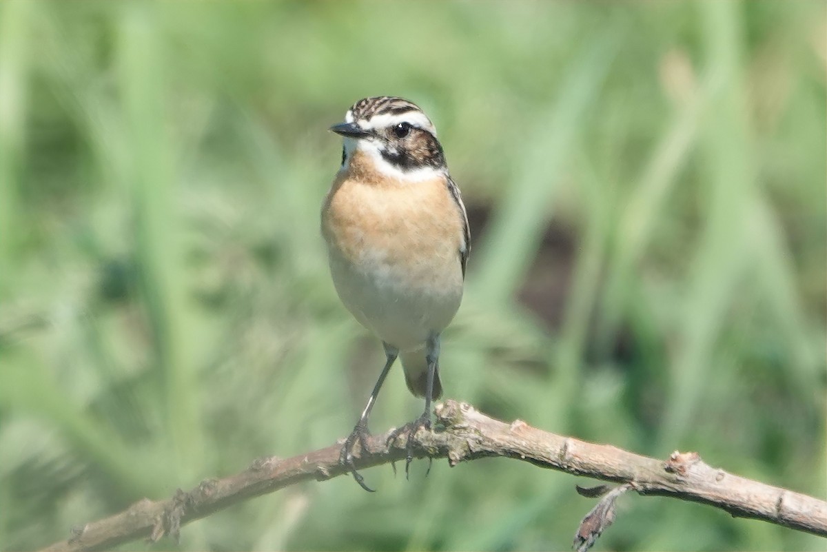 Whinchat - ML619937643