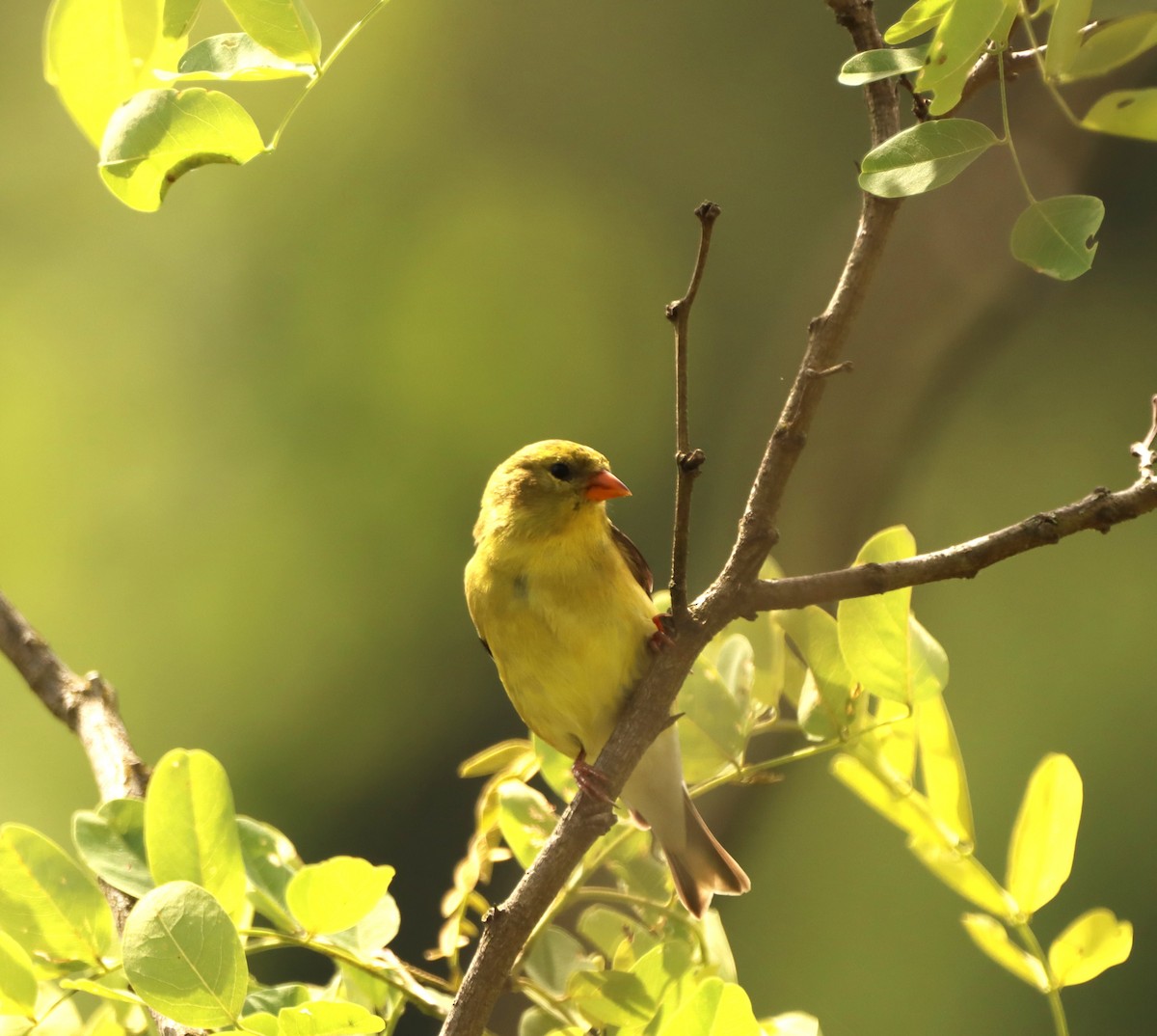 American Goldfinch - ML619937648