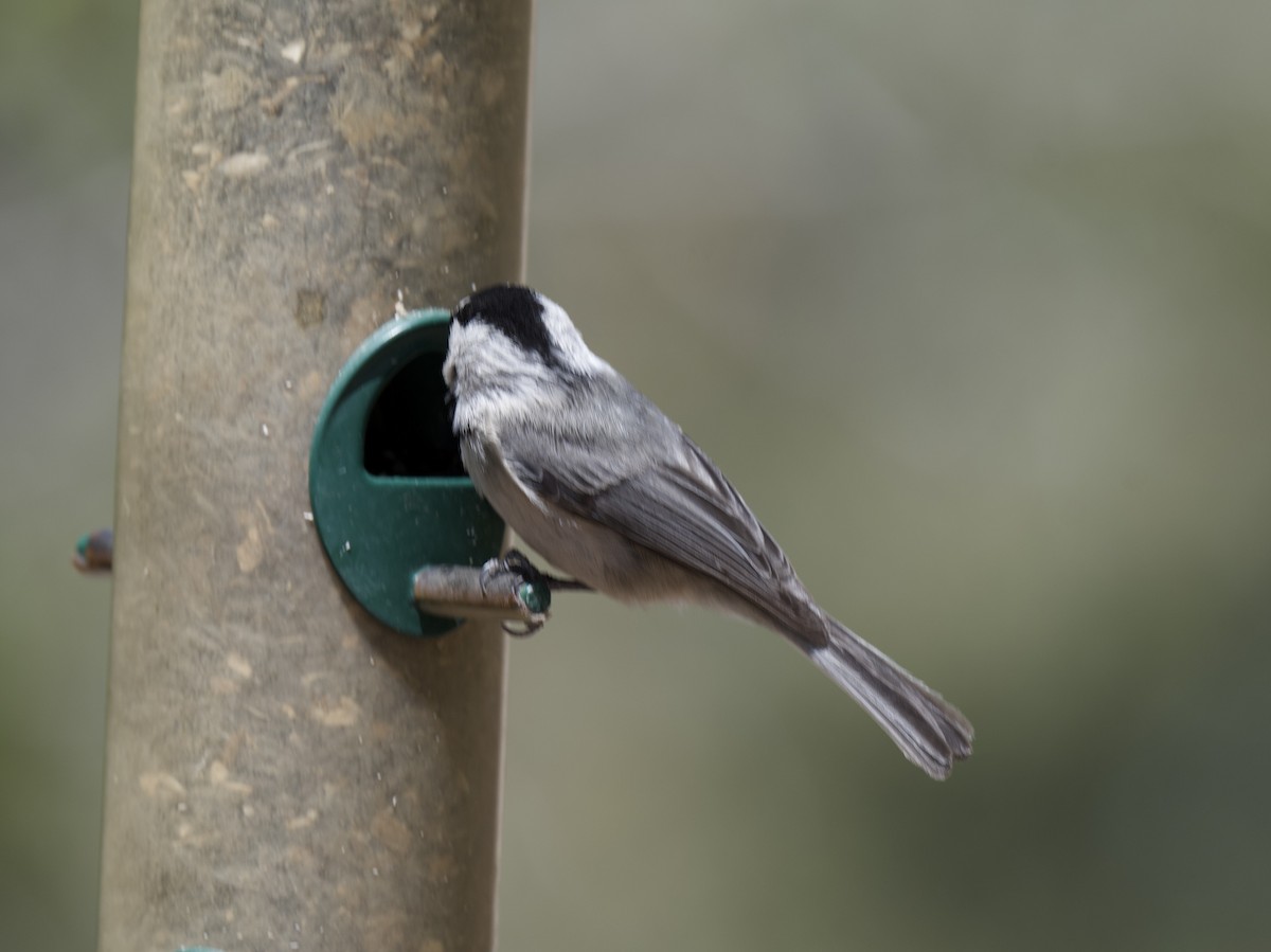 Mountain Chickadee - ML619937650