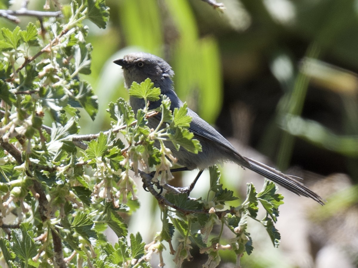 Bushtit - ML619937653