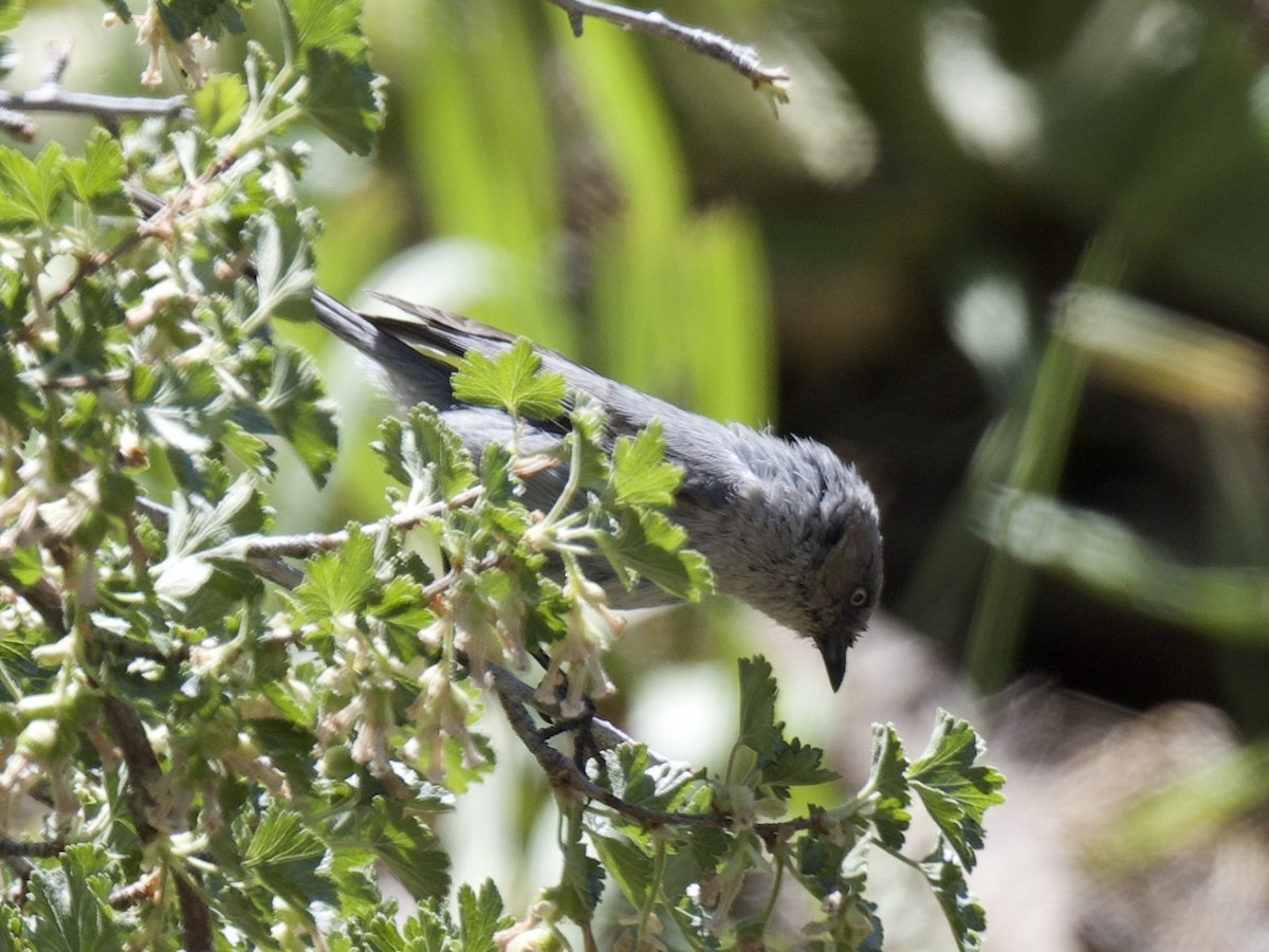 Bushtit - ML619937654