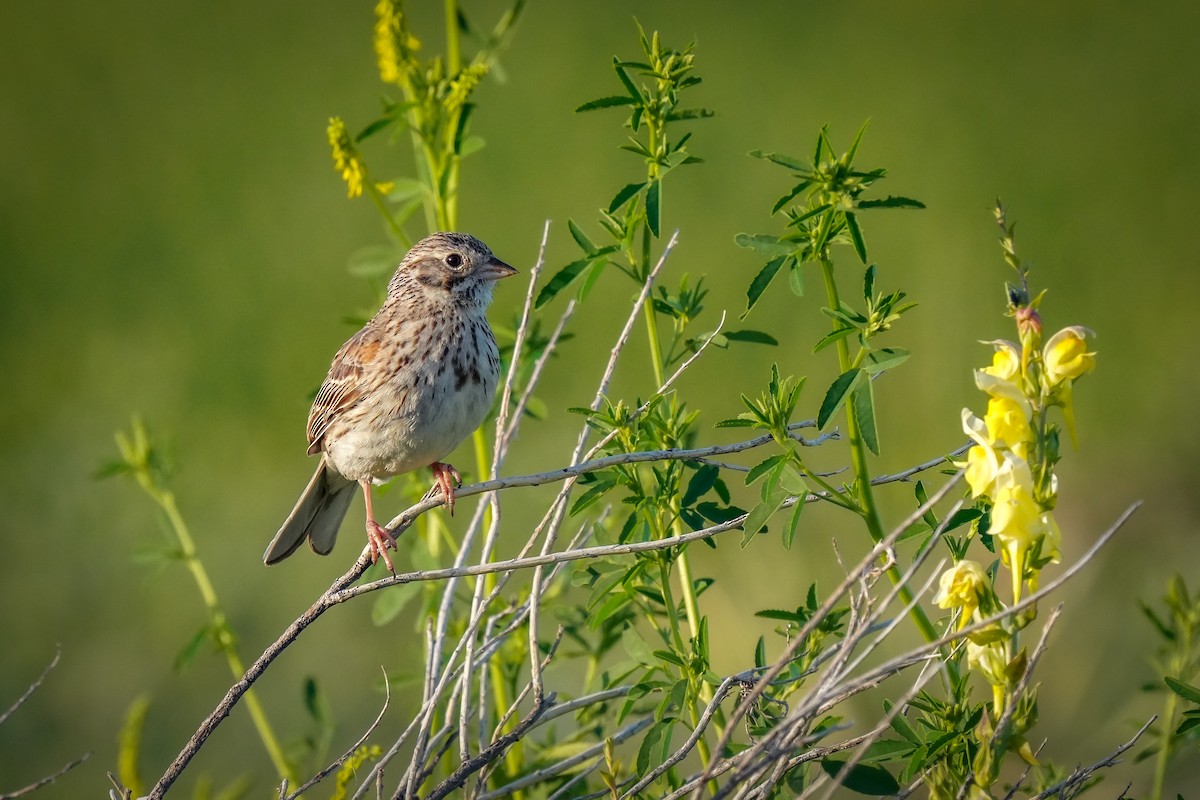 Vesper Sparrow - ML619937655