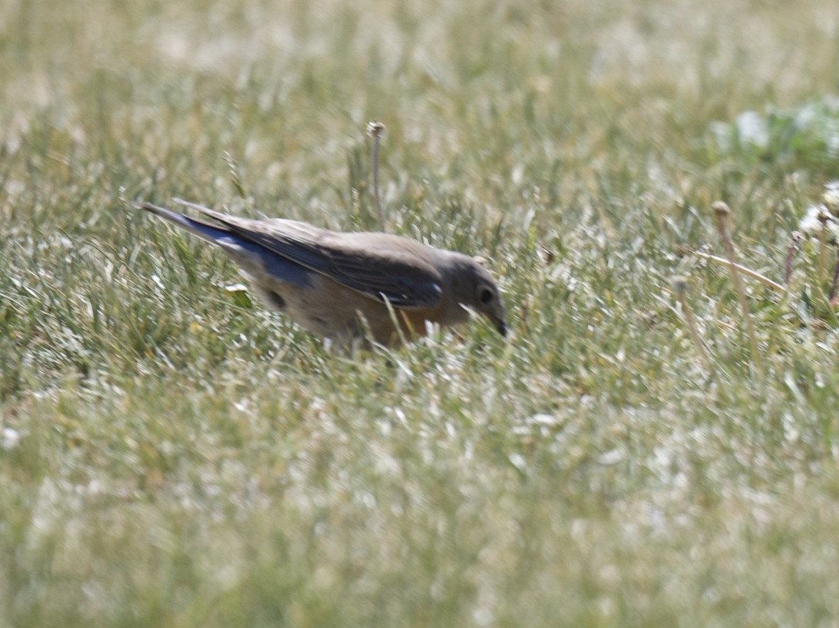 Western Bluebird - ML619937661