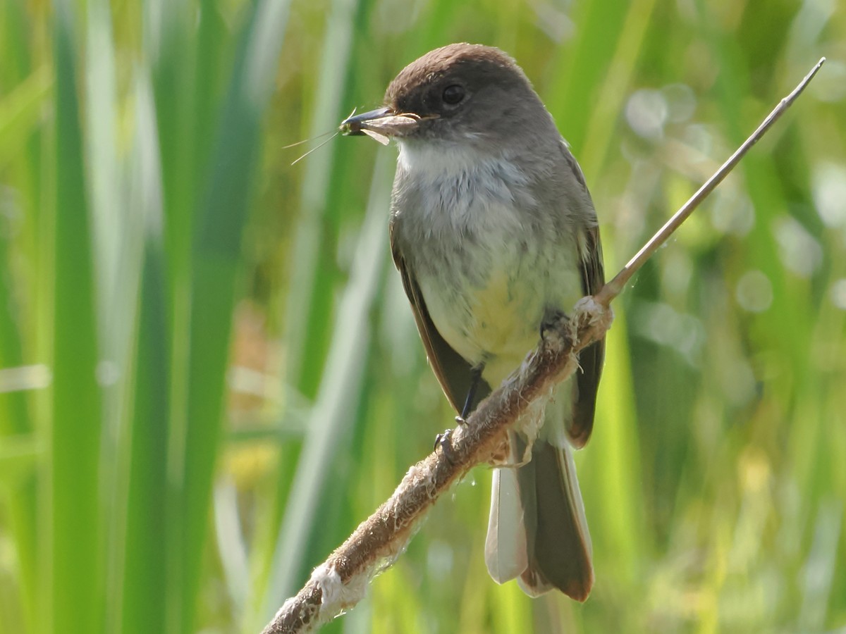 Eastern Phoebe - ML619937666