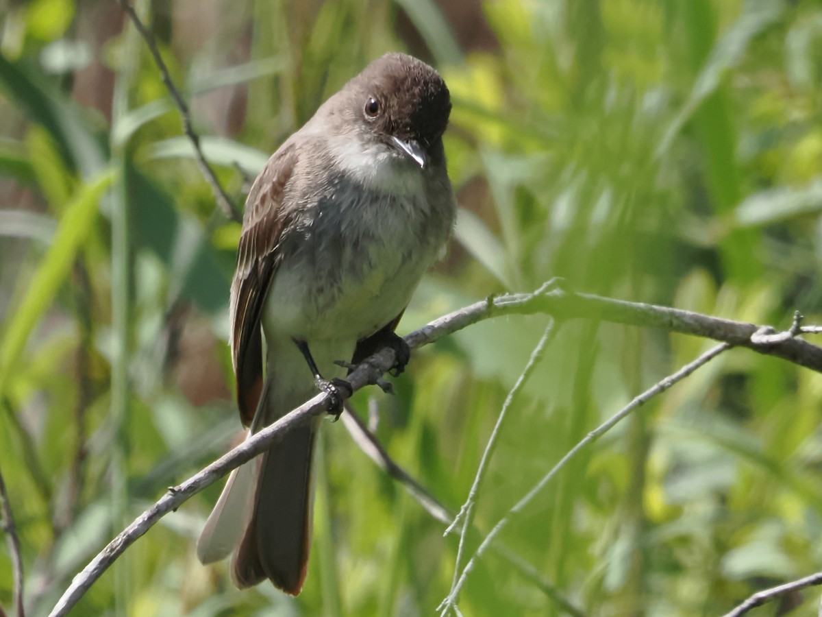 Eastern Phoebe - ML619937679