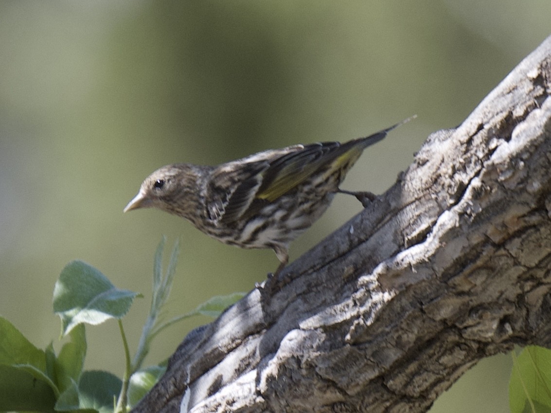 Pine Siskin - Mr&Mrs Mason