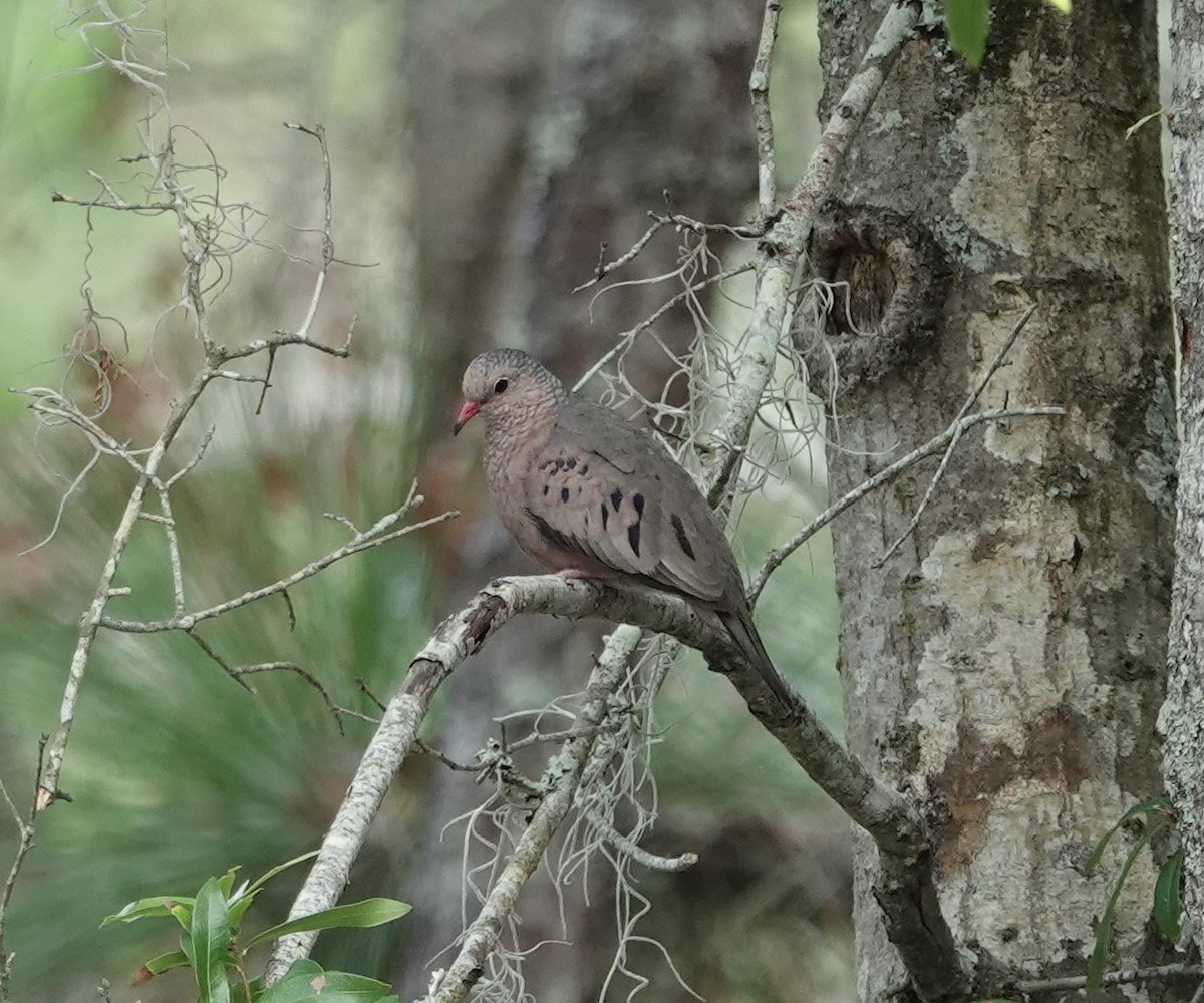 Common Ground Dove - ML619937687