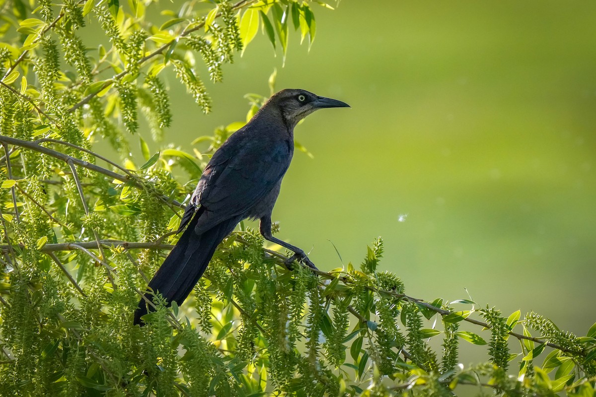 Great-tailed Grackle - ML619937691