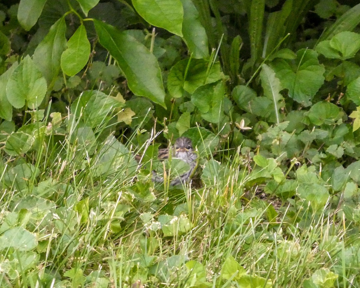 Chipping Sparrow - ML619937710