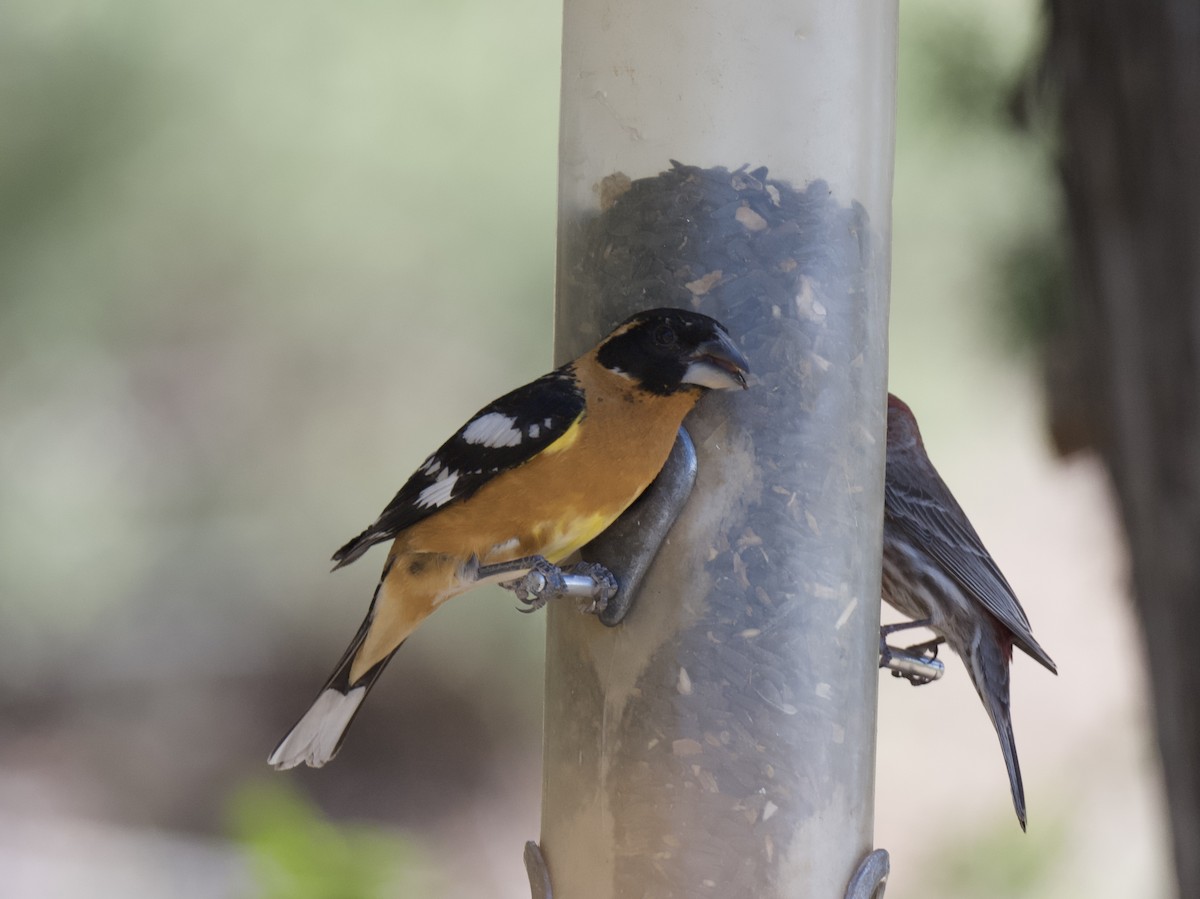 Black-headed Grosbeak - ML619937716