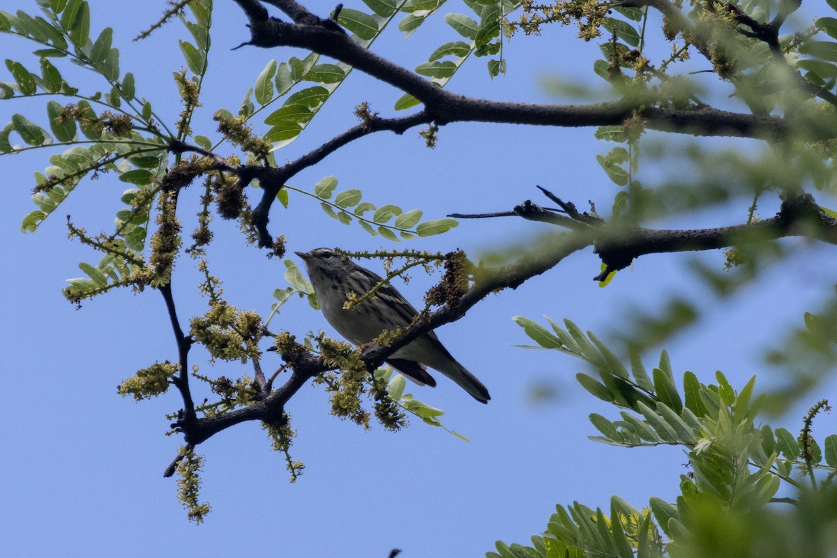 Blackpoll Warbler - Barrie Raik