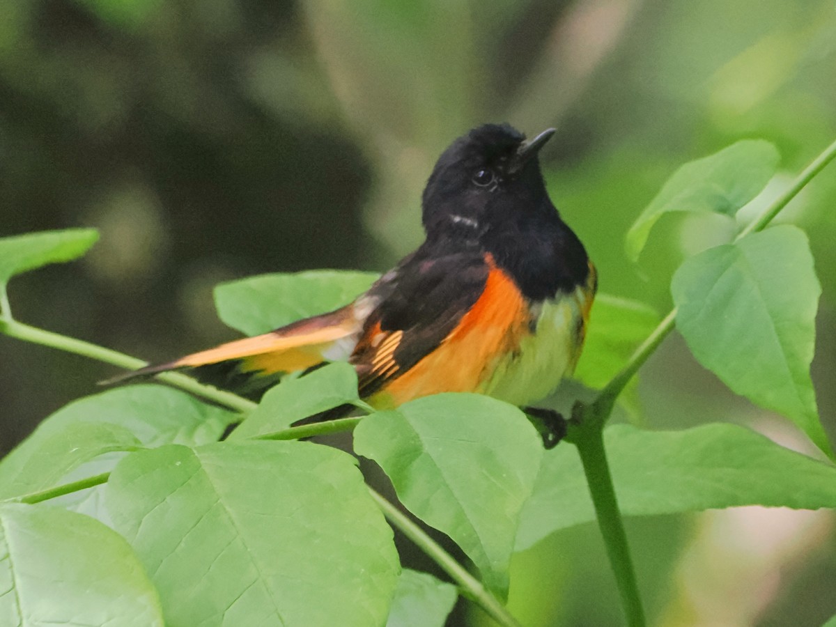 American Redstart - ML619937720