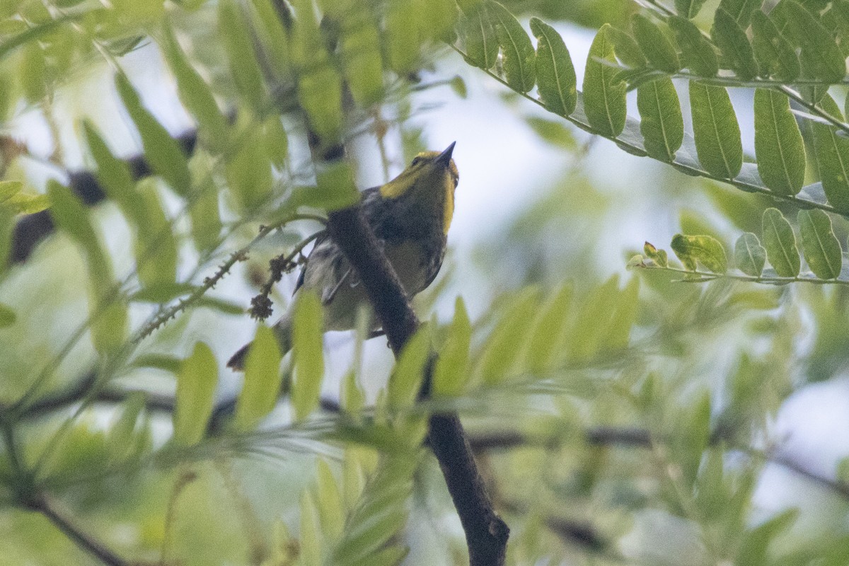 Black-throated Green Warbler - Barrie Raik