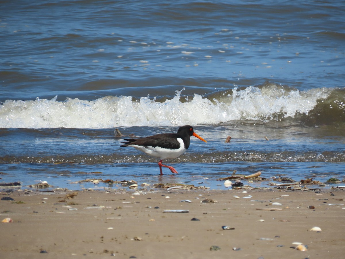 Eurasian Oystercatcher - ML619937724