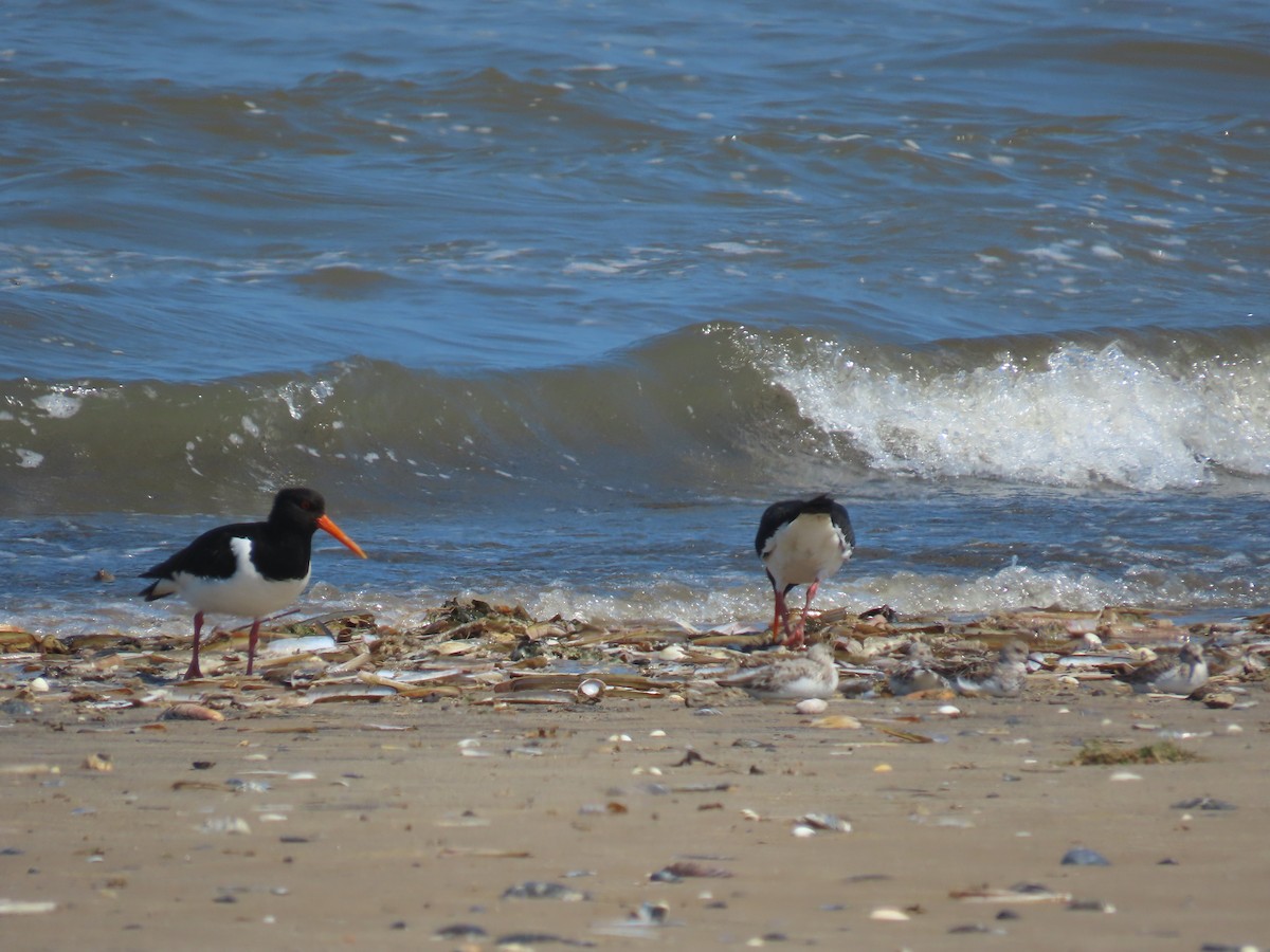 Eurasian Oystercatcher - ML619937725