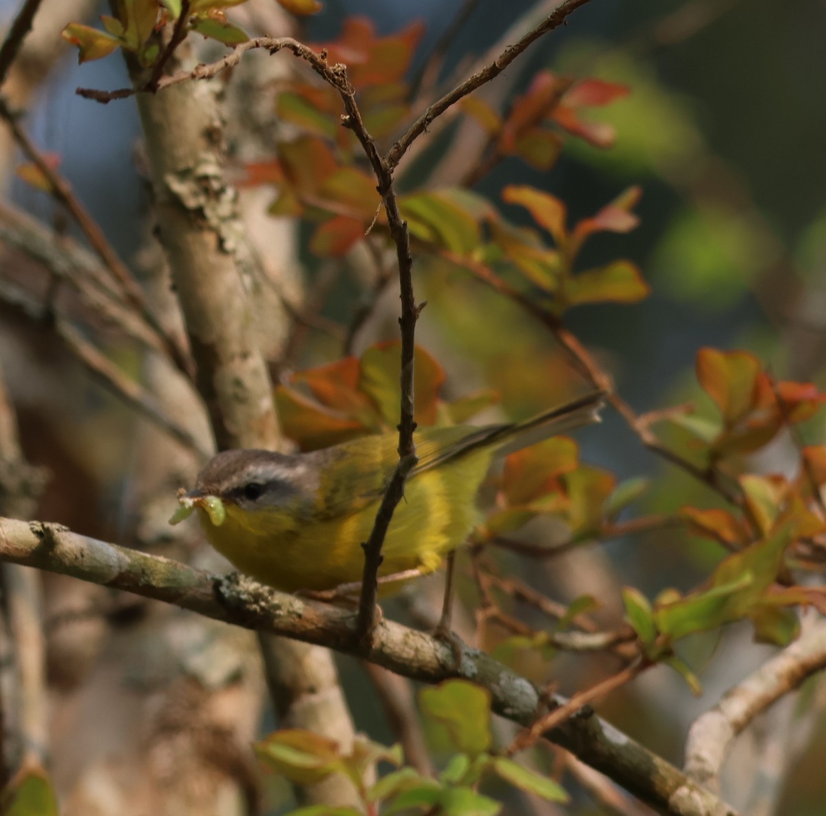 Mosquitero de Tickell/de Quinghai - ML619937733