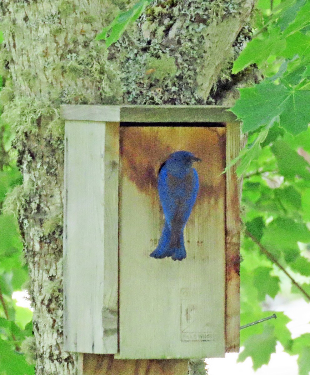 Western Bluebird - ML619937743