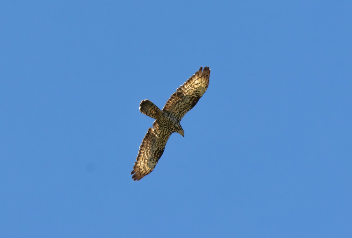 European Honey-buzzard - ML619937745