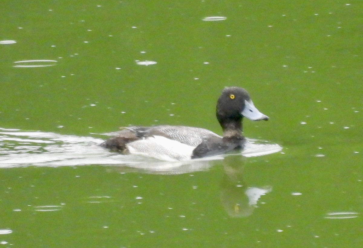 Greater Scaup - ML619937747