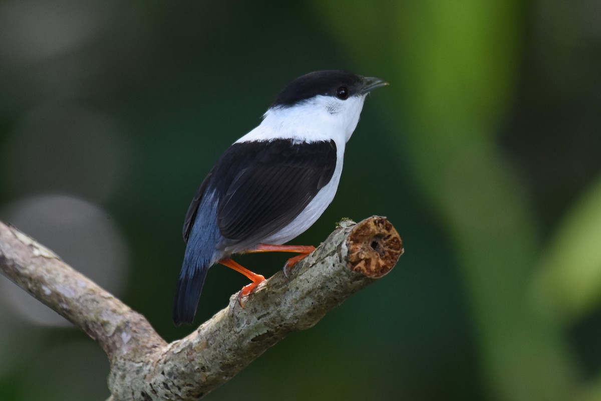 White-bearded Manakin - ML619937753