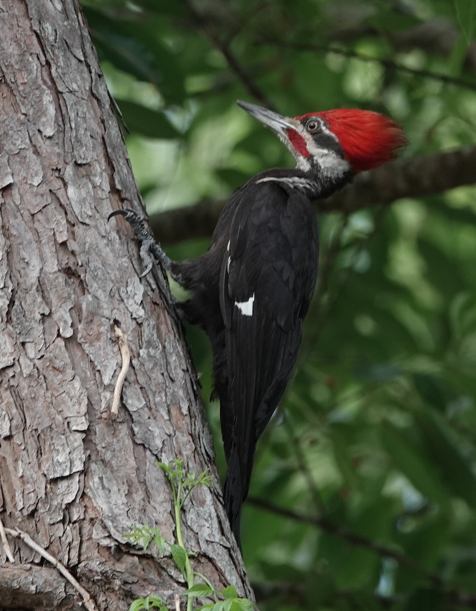 Pileated Woodpecker - ML619937756