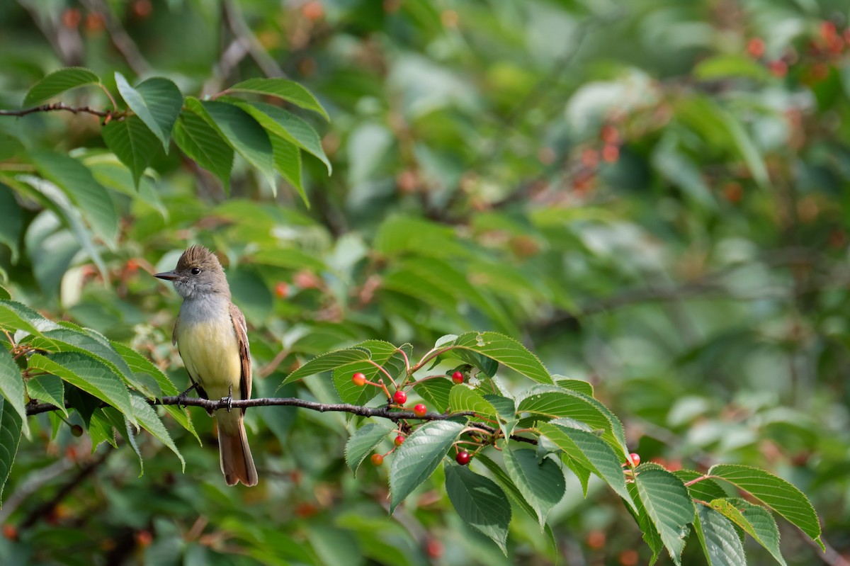 Great Crested Flycatcher - ML619937757