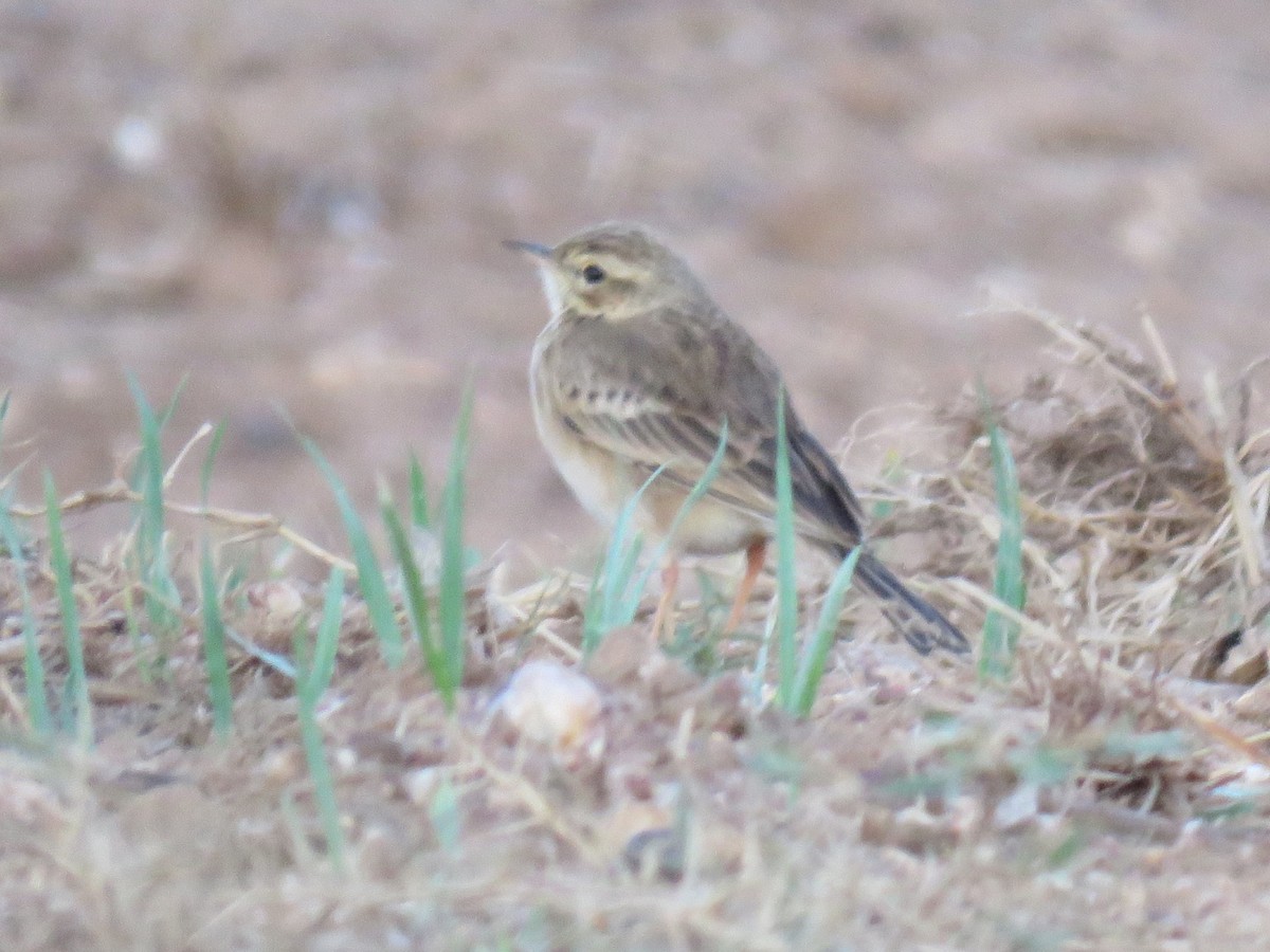 African Pipit (African) - ML619937763