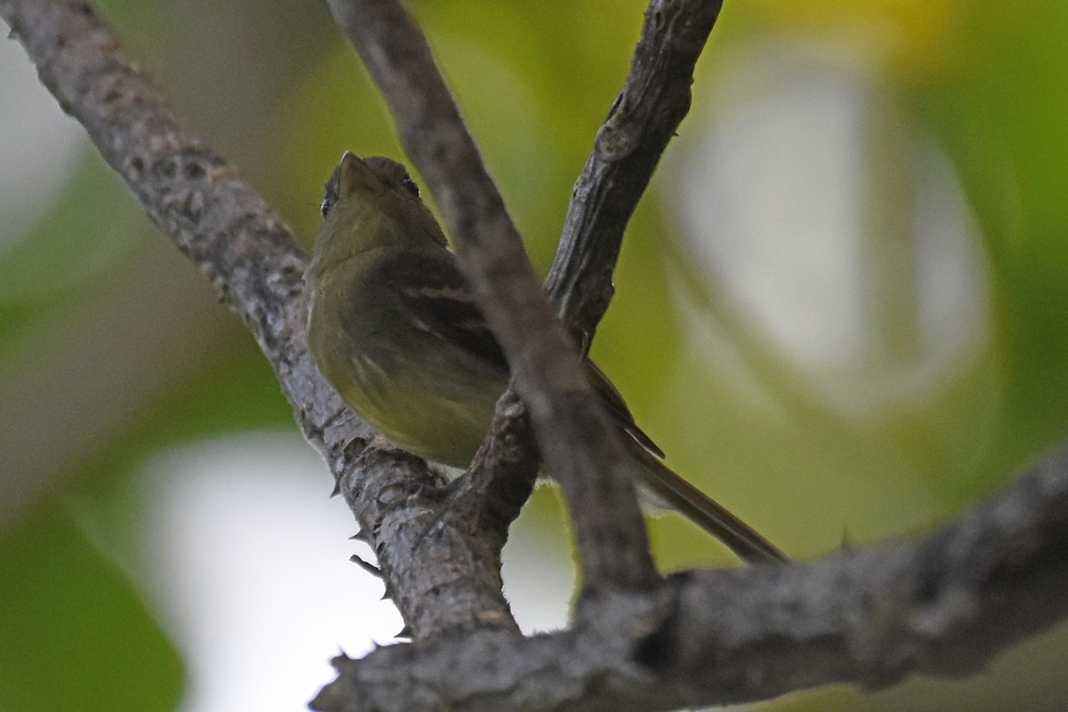 Euler's Flycatcher - ML619937766