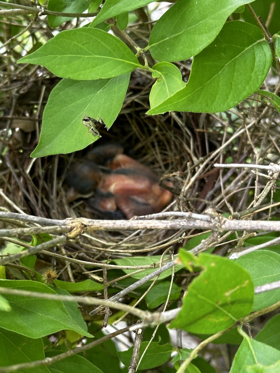 Northern Cardinal - ML619937772