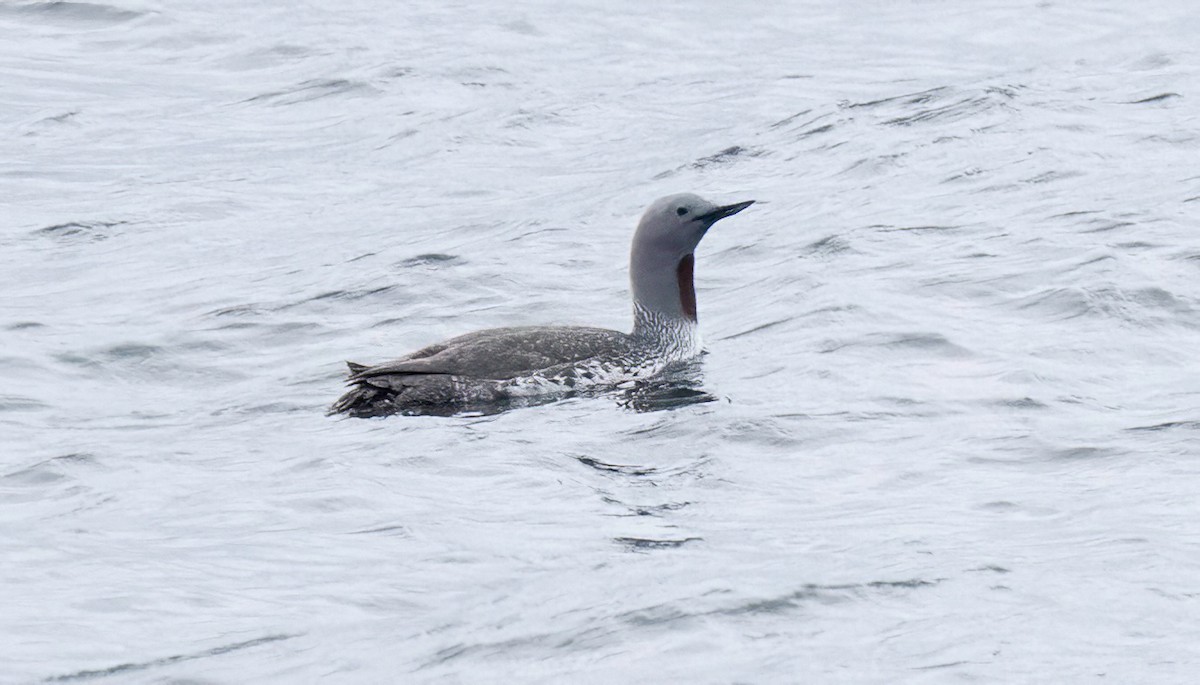 Red-throated Loon - ML619937773