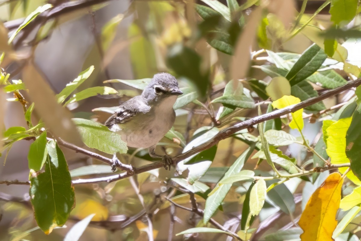 Cassin's Vireo - ML619937776