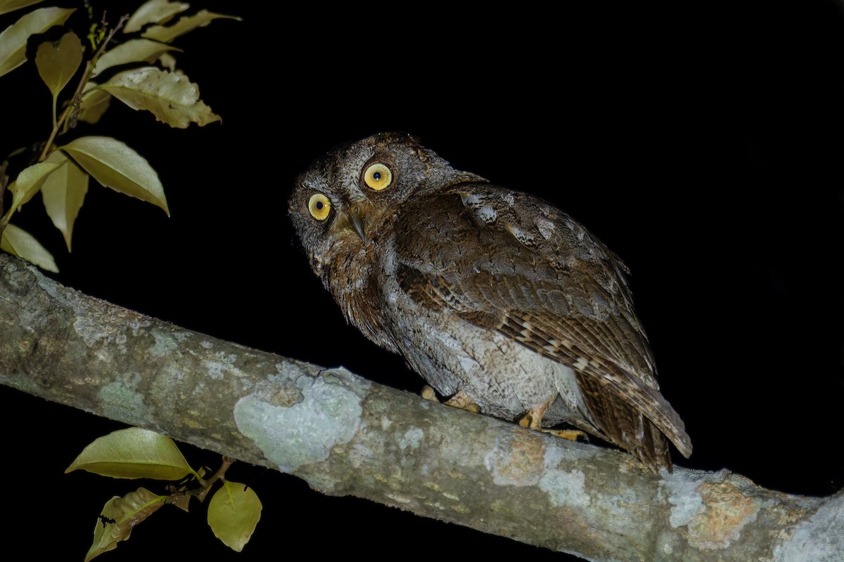 Ryukyu Scops-Owl - Rongrong Angkaew