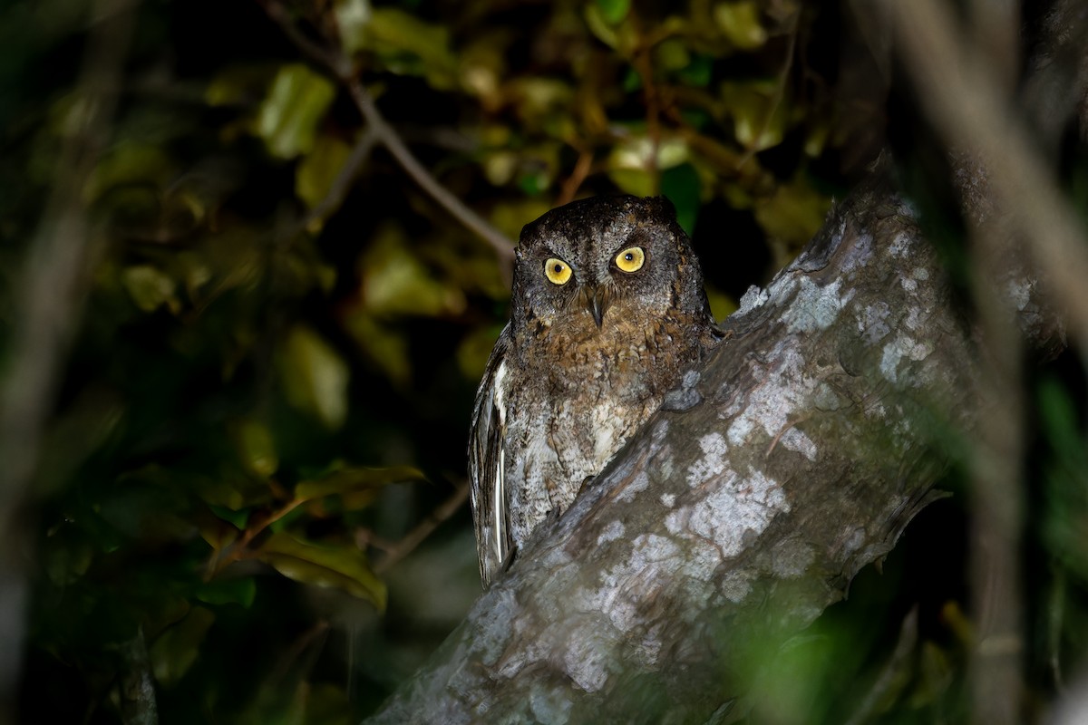 Ryukyu Scops-Owl - ML619937792