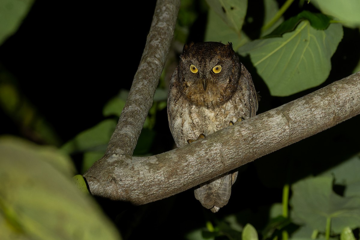 Ryukyu Scops-Owl - ML619937793