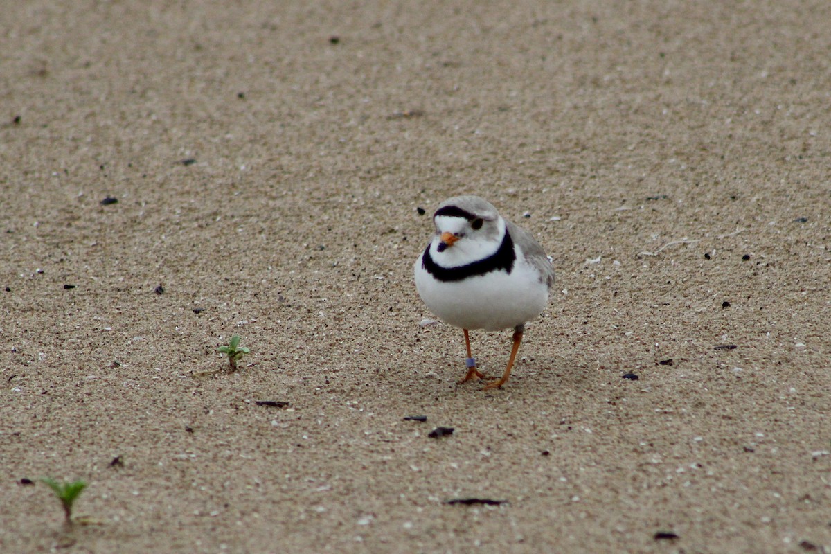 Piping Plover - ML619937794