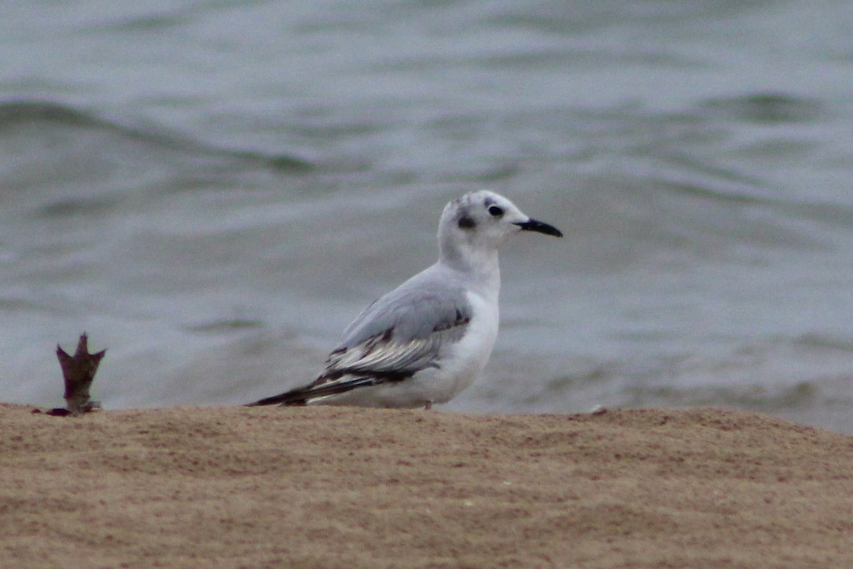 Mouette de Bonaparte - ML619937809