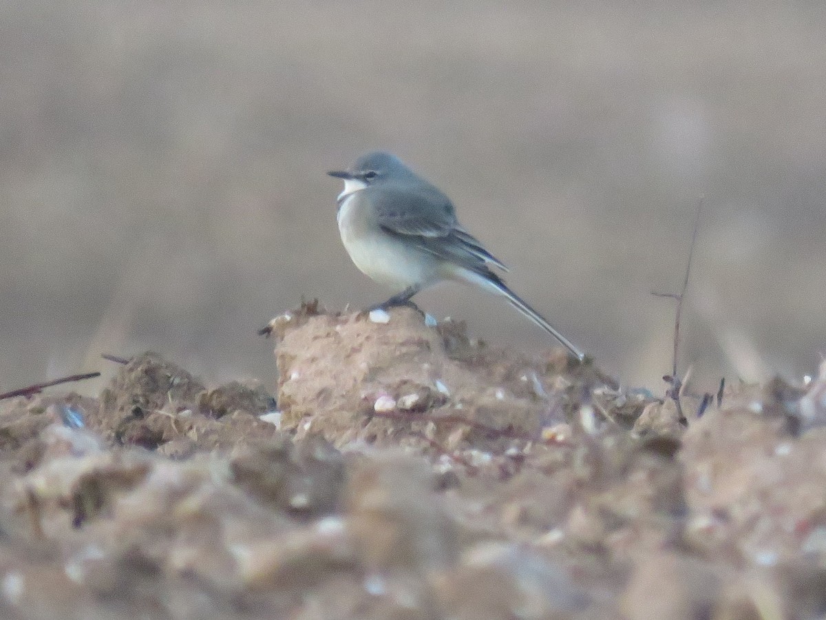 Cape Wagtail - ML619937854