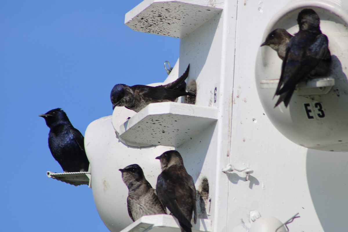 Purple Martin - ML619937857