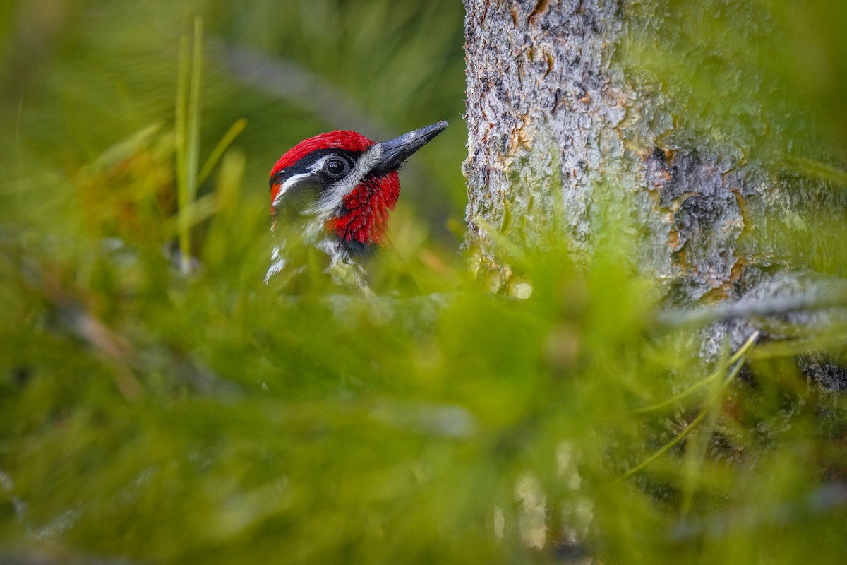 Red-naped Sapsucker - ML619937861