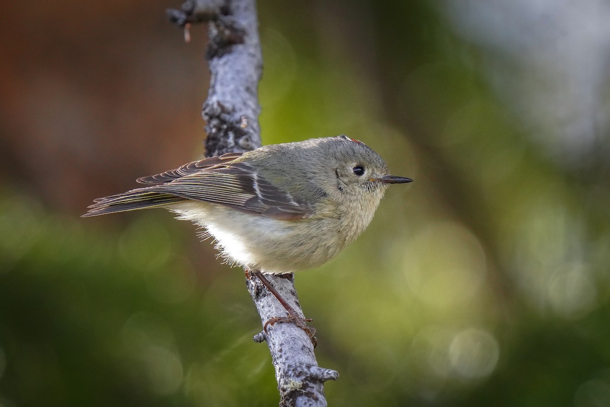 Ruby-crowned Kinglet - ML619937871