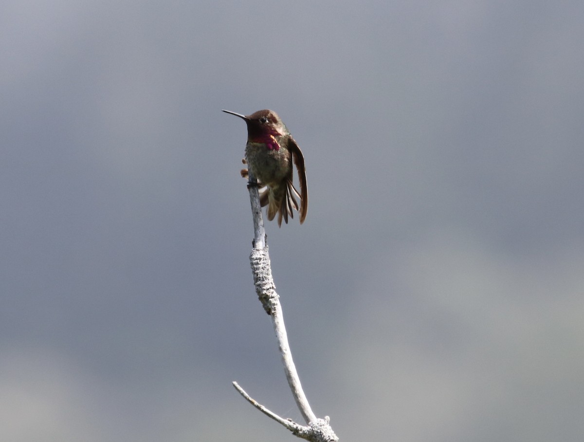 Anna's Hummingbird - ML619937874