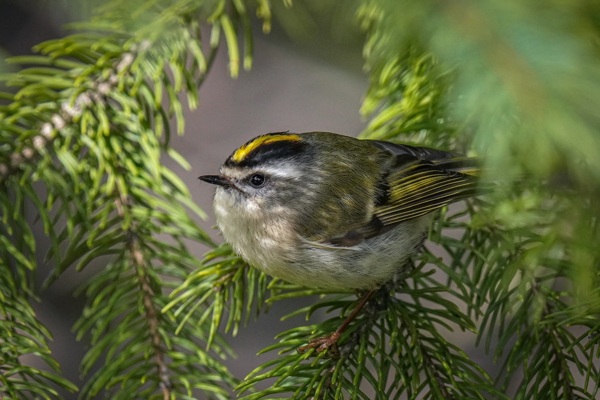 Roitelet à couronne dorée - ML619937888