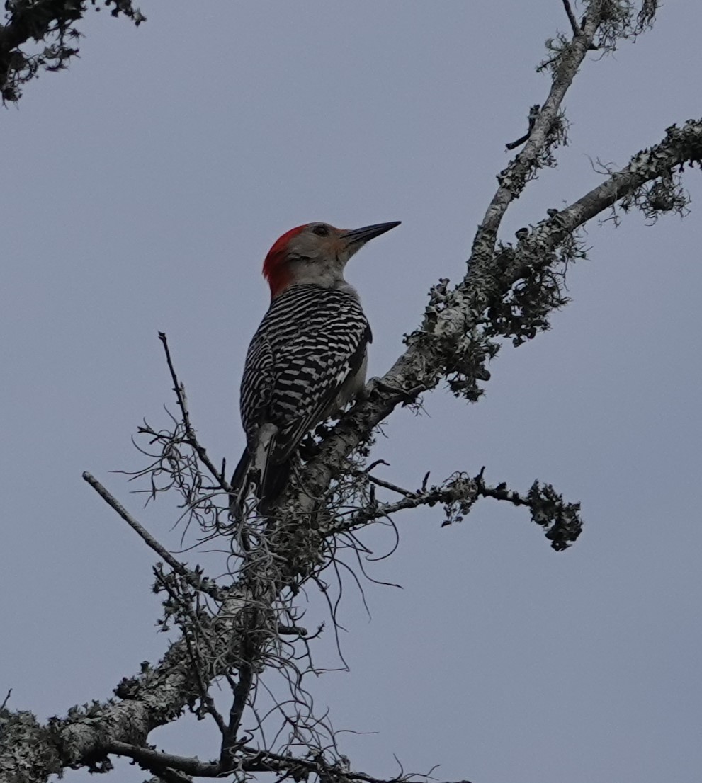Red-bellied Woodpecker - ML619937891