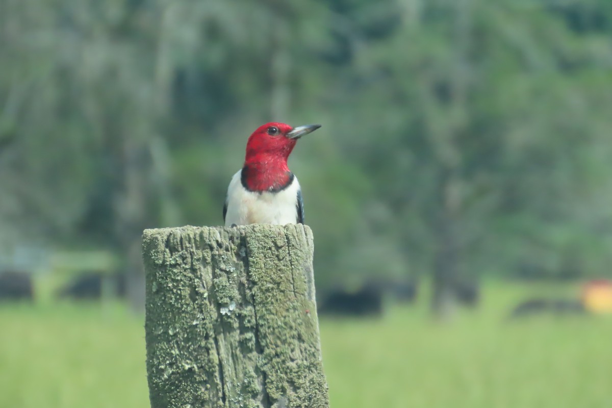 Red-headed Woodpecker - ML619937892