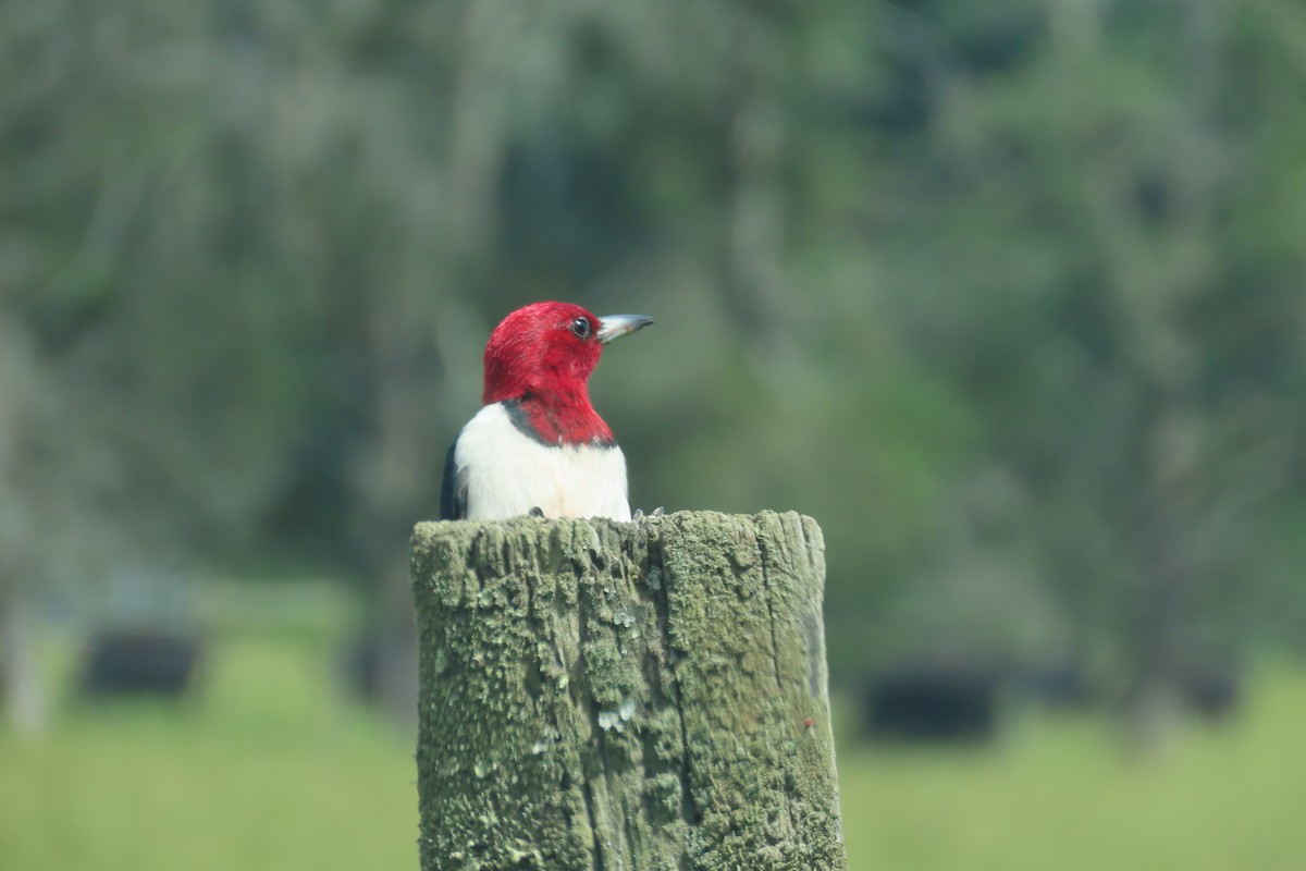Red-headed Woodpecker - ML619937897