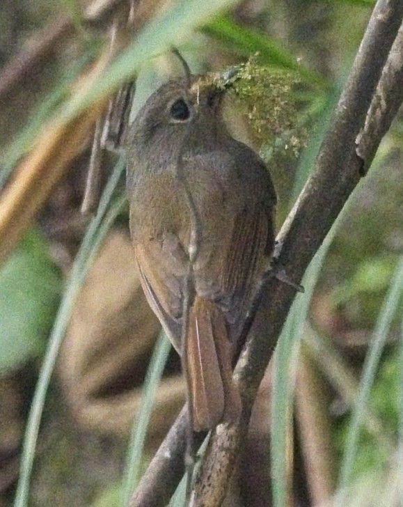 Nepal Fulvetta - ML619937903