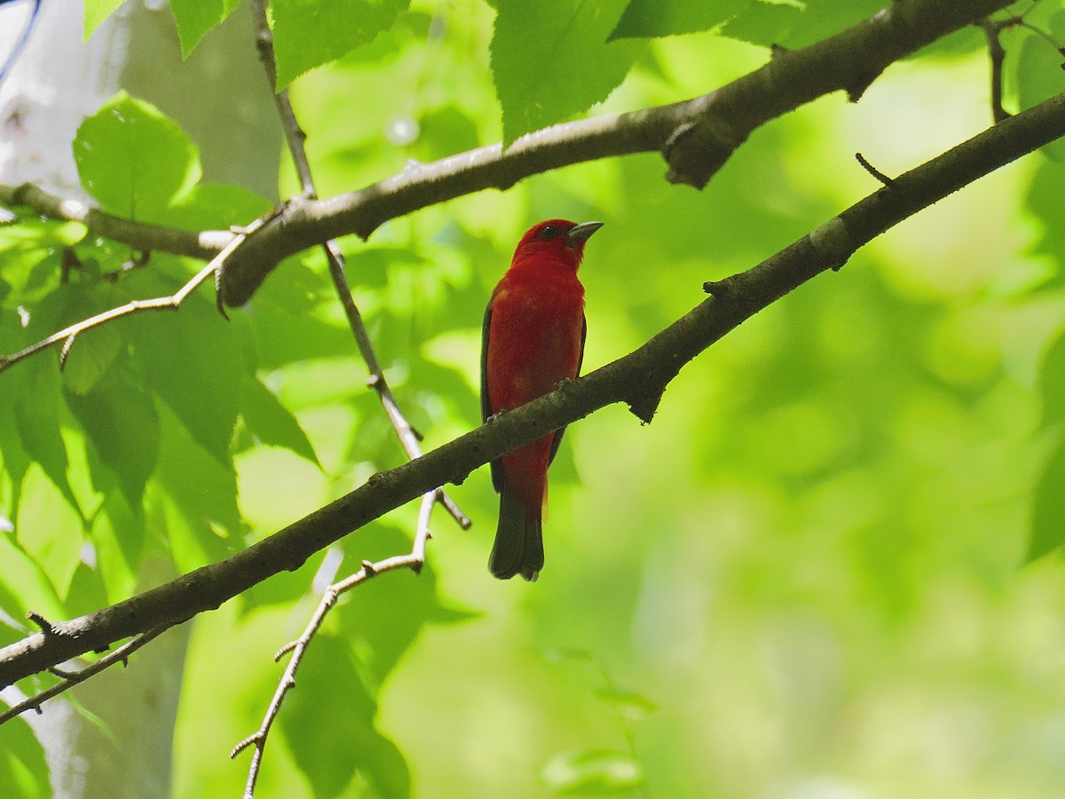 Scarlet Tanager - ML619937936