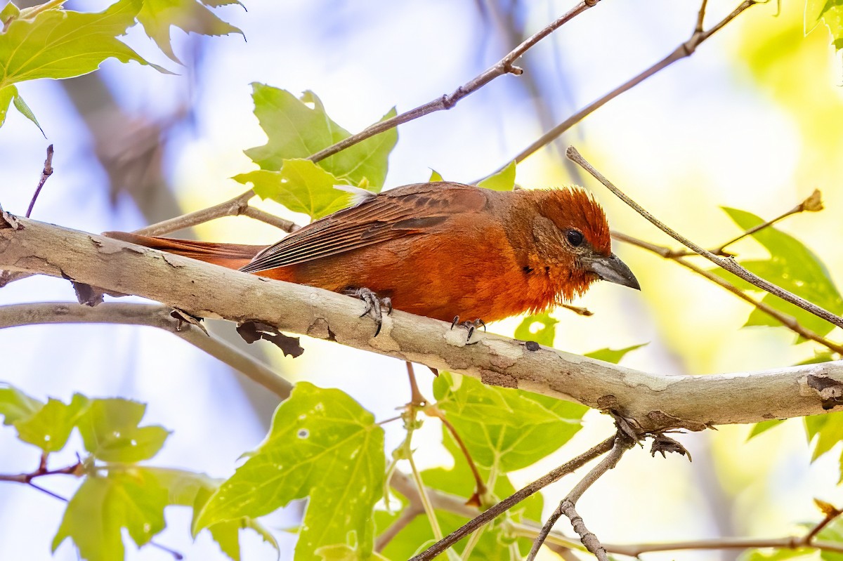 Hepatic Tanager - ML619937939