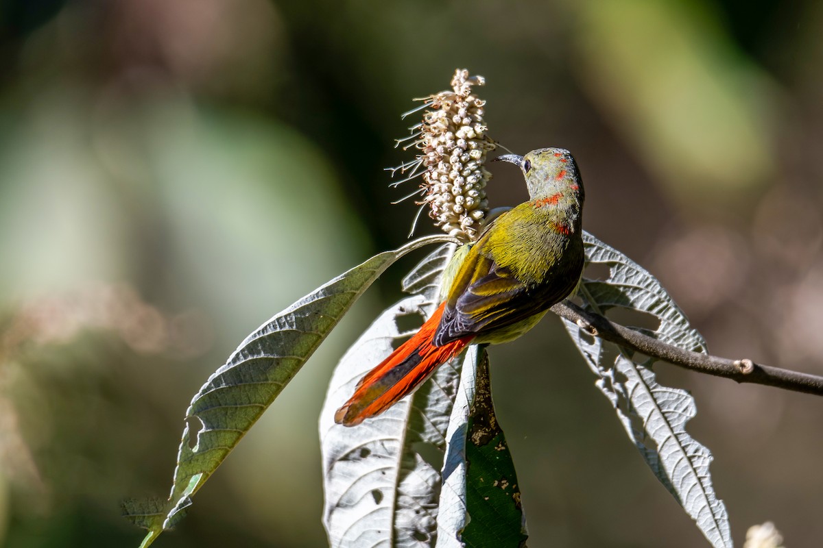Fire-tailed Sunbird - Pratap Gurung