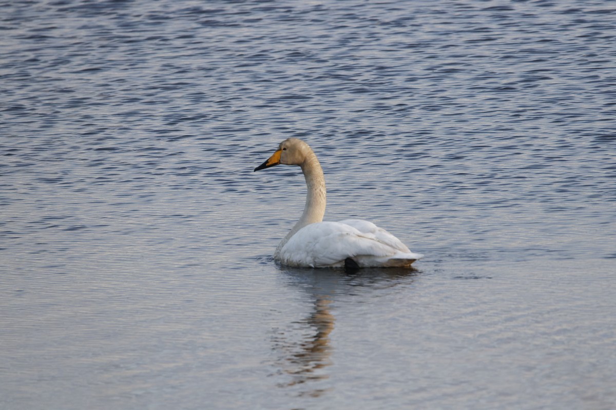 Whooper Swan - ML619937951